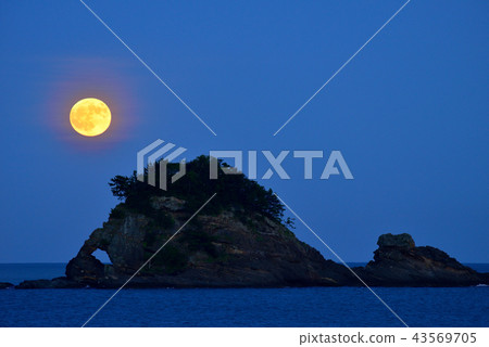 Taijima Taijima 43569705