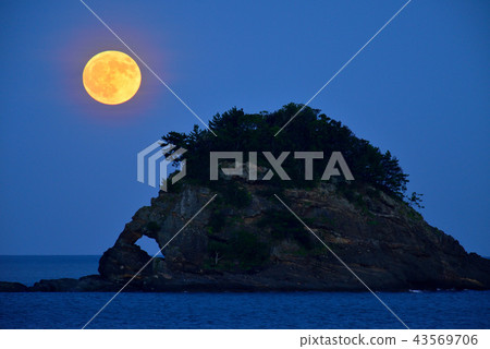 Taijima Taijima 43569706