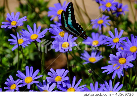 Blue Daisy / Ruri Hinagiku & Bluebottle Butterfly (Ashikaga City, Tochigi Prefecture) 43569726