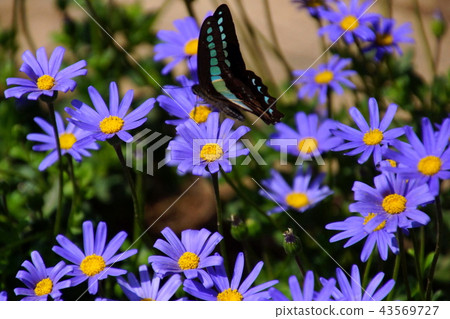 Blue Daisy / Ruri Hinagiku & Bluebottle Butterfly (Ashikaga City, Tochigi Prefecture) Blue Daisy / Ruri Hinagiku & Bluebottle Butterfly (Ashikaga City, Tochigi Prefecture) 43569727