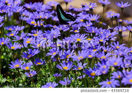 藍雛菊/ Ruri Hina Kiku和Aosujiageha蝴蝶（To木縣蘆町市） 43569728