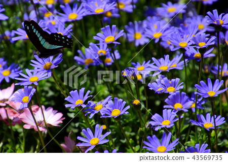 藍雛菊/ Ruri Hina Kiku和Aosujiageha蝴蝶（To木縣蘆町市） 43569735