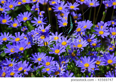 藍雛菊/ Ruri Hina Kiku和Aosujiageha蝴蝶（To木縣蘆町市） 43569747