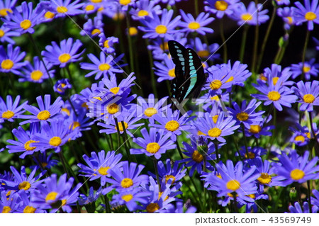 藍雛菊/ Ruri Hina Kiku和Aosujiageha蝴蝶（To木縣蘆町市） 43569749