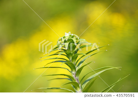 Lily, Lily, 43570591
