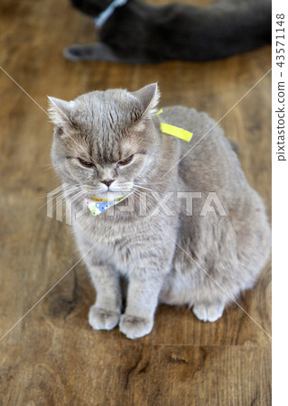 Cats 43571148