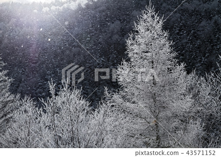 Rime near the Yatsugatake mountain range and a rower's hut in winter 43571152