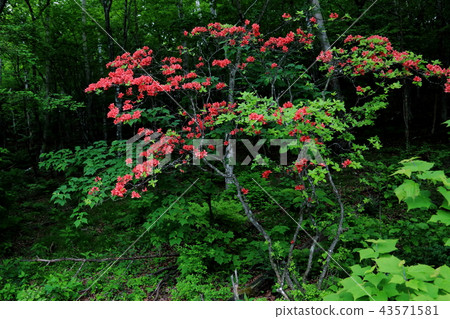 Azalea 43571581