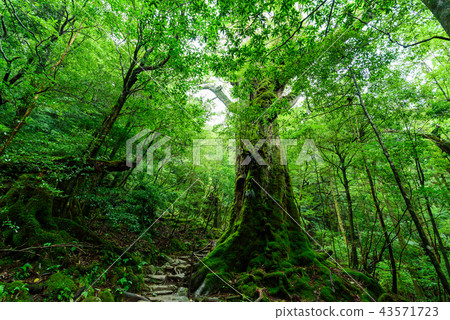 Shiratani cloud water narrow entrance 43571723