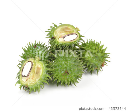 Castor oil plant on white background 43572544