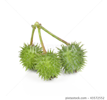 Castor oil plant on white background Castor oil plant on white background 43572552