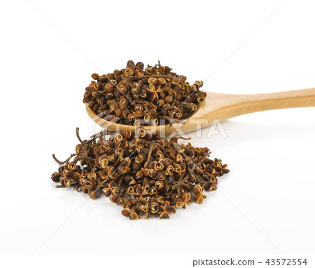 Zanthozylum limonella Alston on white background 43572554