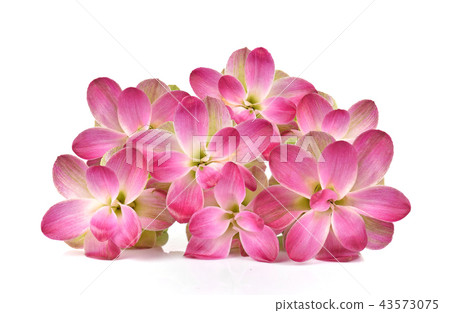 Curcuma sessilis flower on white background. 43573075