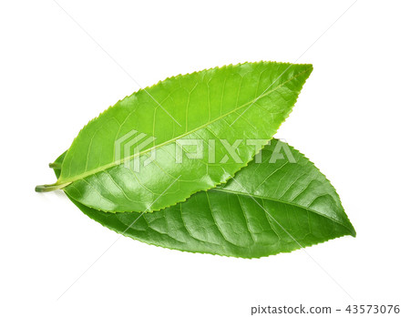 green tea leaf  isolated on white  background 43573076