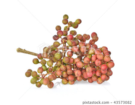 Zanthozylum limonella Alston on white background 43573082