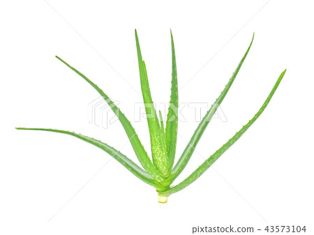 aloe vera plant isolated on white background 43573104