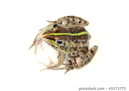 Tokyo dalo frog 43573775