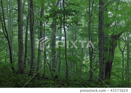Early morning fall of the beech forest, which is covered with morning mist-healing forest, Iwami Town, Fukushima Prefecture Early morning fall of the beech forest, which is covered with morning mist-healing forest, Iwami Town, Fukushima Prefecture 43573824