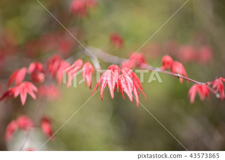 飛蛾紅槭葉子 43573865