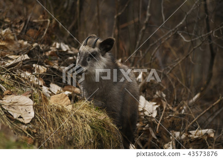 Japanese serow Capricornis crispus Japanese serow special natural monument 43573876