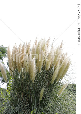 Autumn pampas grass 43573971