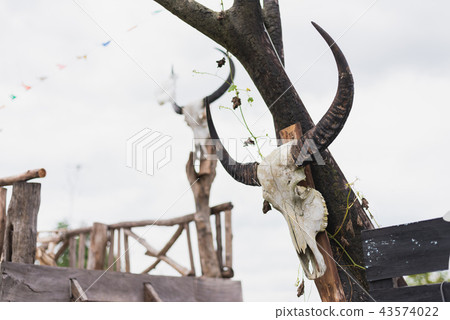 Head skull of buffalo 43574022