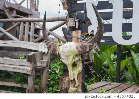 Head skull of buffalo Head skull of buffalo 43574023