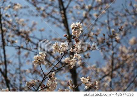 Hitakamigawa Shimizu Green Land(寢屋川市) Hitakamigawa Shimizu Green Land(寢屋川市) 43574156