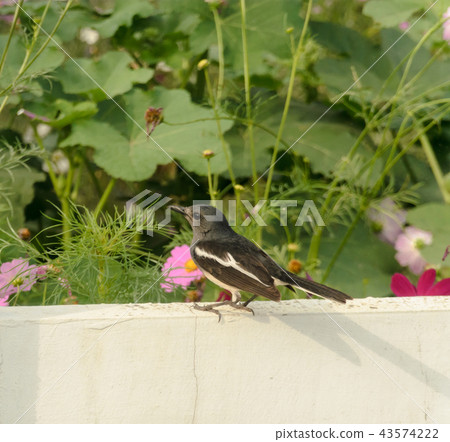 Oriental magpie robin Oriental magpie robin 43574222