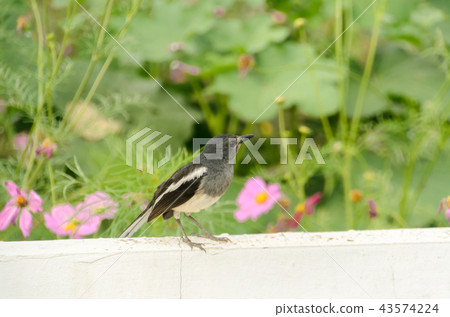 Oriental magpie robin 43574224