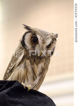 Owl portrait,Strigiformes Owl portrait,Strigiformes 43574334