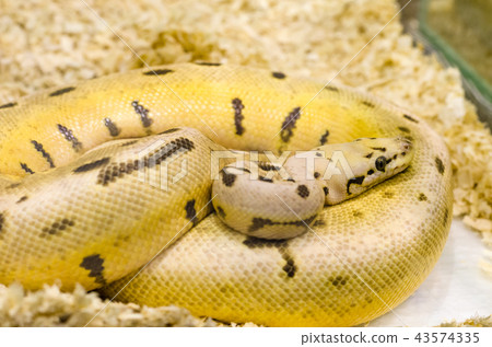 yellow snake with black spots yellow snake with black spots 43574335