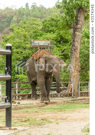 Elephant with howdah at elephants camp 43574348
