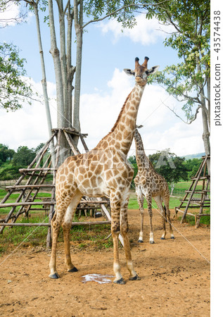 Giraffe in zoo Giraffe in zoo 43574438