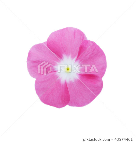Isolated Madagascar periwinkle flower 43574461