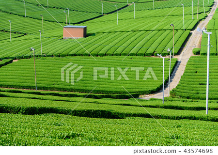 Tea plant 3 43574698