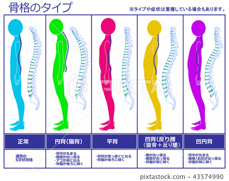 Skeletal Type With Spine (Color) 43574990