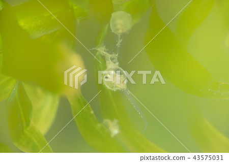 Birth of life Medaka eggs just before hatching 43575031