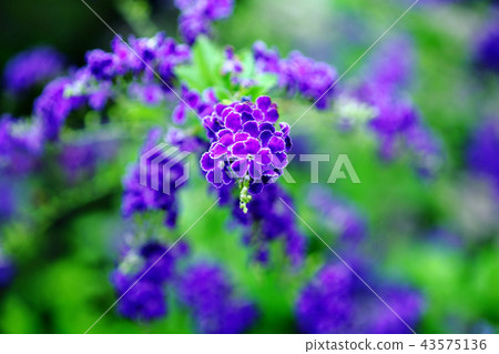 杜蘭塔緋紅色花 43575136