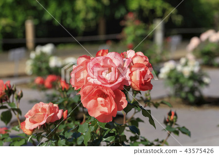 Pink Roses - Japanese Spring Flowers - 43575426