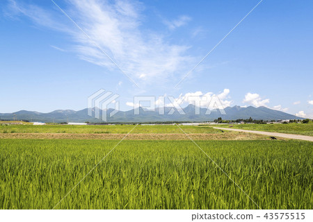 生長在Yatsugatake山脈背景中的米鄉下風景 43575515