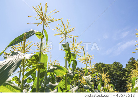 觀看玉米田男性花的風景 43575518