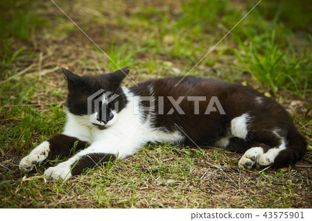 Black and white cat Black and white cat 43575901