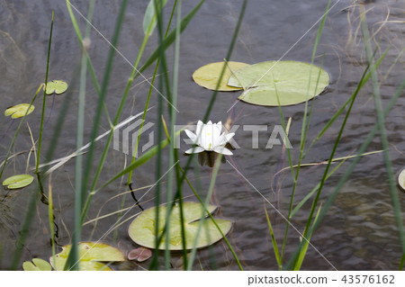 beautiful white flowers beautiful white flowers 43576162