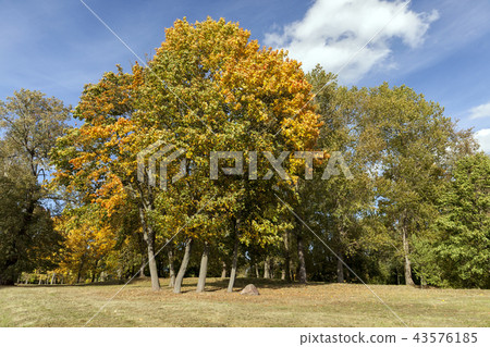 Yellow maple foliage 43576185