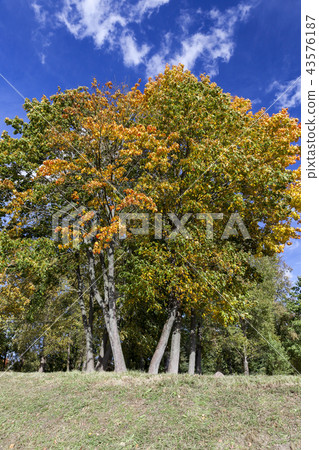Yellow maple foliage Yellow maple foliage 43576187