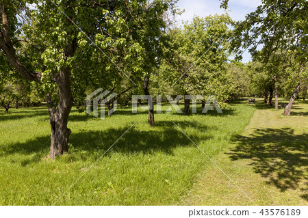 Green trees Green trees 43576189