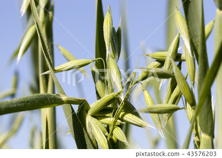 beautiful young ear of oat 43576203