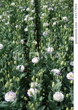 美麗的花土耳其 43577043