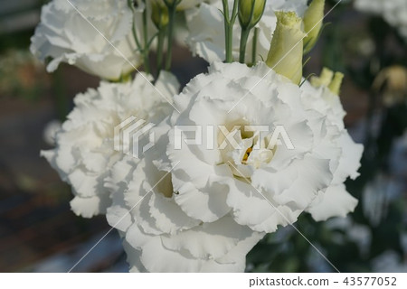 Beautiful flower Turkey 43577052